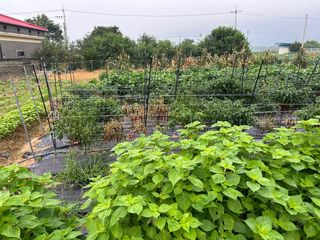 김영철님의 고추 · 영농일지 작성글 사진