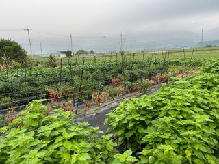 김영철님의 고추 · 영농일지 작성글 사진