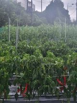 팜모닝 고추·영농일지 게시글 이미지