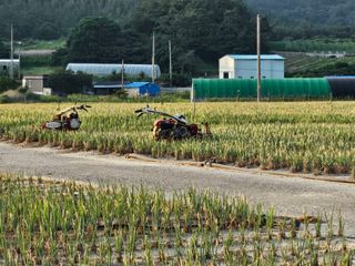 신안백길님의 파 · 영농일지 작성글 사진