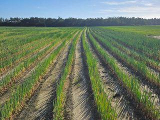 신안백길님의 파 · 영농일지 작성글 사진