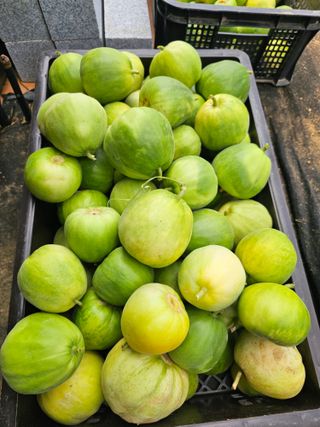 처마밑에추녀님의 고추 · 영농일지 작성글 사진