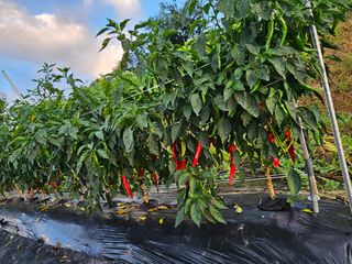 처마밑에추녀님의 고추 · 영농일지 작성글 사진