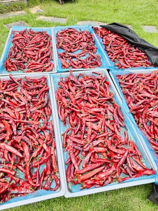 처마밑에추녀님의 고추 · 영농일지 작성글 사진