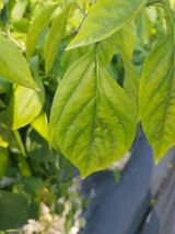 팜모닝 자유주제·자유게시판 게시글 이미지