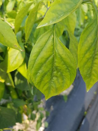 까망고무신님의 자유주제 · 자유게시판 작성글 사진