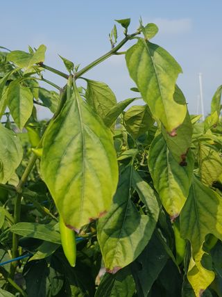 까망고무신님의 자유주제 · 자유게시판 작성글 사진