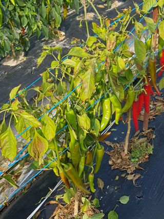 까망고무신님의 자유주제 · 자유게시판 작성글 사진