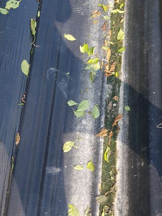 까망고무신님의 자유주제 · 자유게시판 작성글 사진