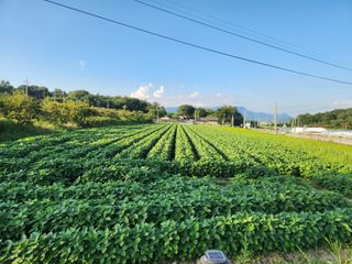 달님이네체리님의 고구마 · 영농일지 작성글 사진