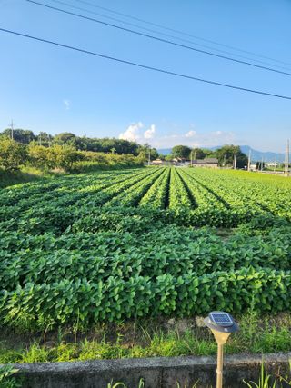 달님이네체리님의 고구마 · 영농일지 작성글 사진
