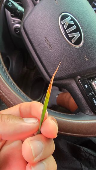 임정석님의 벼 · 병해충상담 작성글 사진