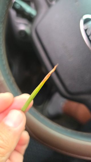 임정석님의 벼 · 병해충상담 작성글 사진