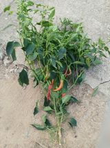 팜모닝 고추·영농일지 게시글 이미지