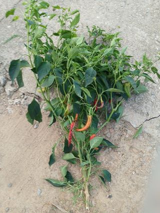 송영걸님의 고추 · 영농일지 작성글 사진