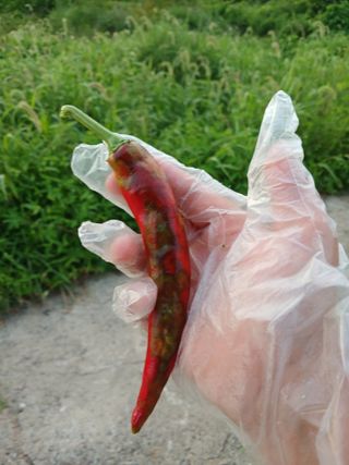 송영걸님의 고추 · 영농일지 작성글 사진