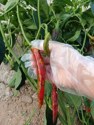 송영걸님의 고추 · 영농일지 작성글 사진