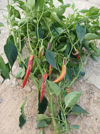 송영걸님의 고추 · 영농일지 작성글 사진