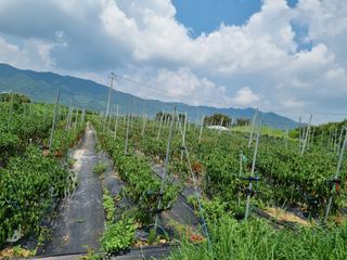 안평식님의 고추 · 병해충상담 작성글 사진