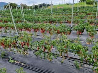 안평식님의 고추 · 병해충상담 작성글 사진