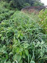 팜모닝 콩·영농일지 게시글 이미지