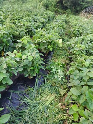 박원옥님의 콩 · 영농일지 작성글 사진