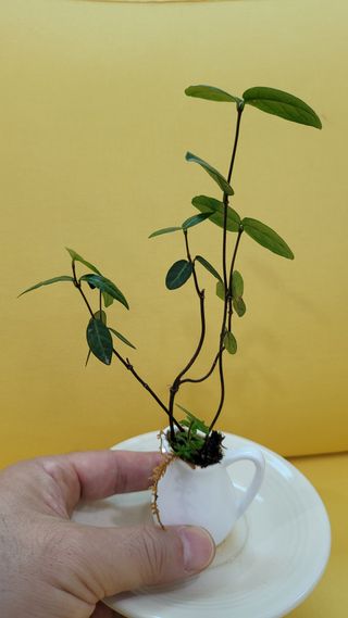 김준경/마이크로분재님의 기타작물 · 영농일지 작성글 사진