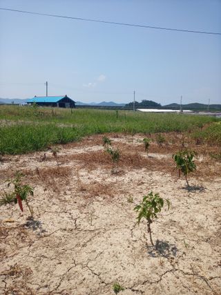 이찬웅님의 고추 · 영농일지 작성글 사진