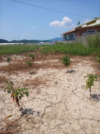 이찬웅님의 고추 · 영농일지 작성글 사진