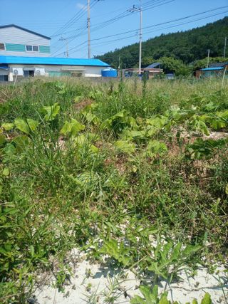 이찬웅님의 고추 · 영농일지 작성글 사진