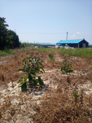 이찬웅님의 고추 · 영농일지 작성글 사진