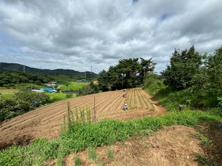 김혁식님의 들깨 · 영농일지 작성글 사진