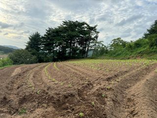 김혁식님의 들깨 · 영농일지 작성글 사진