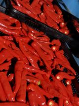 팜모닝 고추·영농일지 게시글 이미지