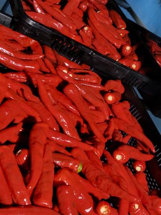 노후를풍요롭게님의 고추 · 영농일지 작성글 사진