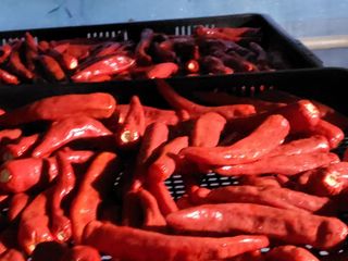 노후를풍요롭게님의 고추 · 영농일지 작성글 사진