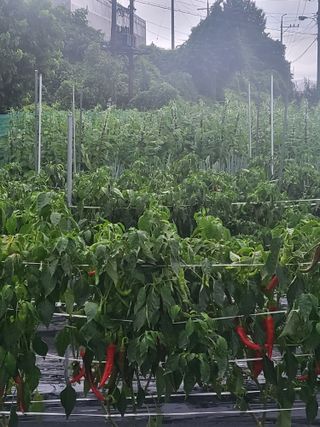 노후를풍요롭게님의 고추 · 영농일지 작성글 사진