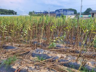 조성재님의 자유주제 · 자유게시판 작성글 사진