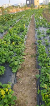 팜모닝 팜퀴즈 결과 자랑하기·참여글 게시글 이미지