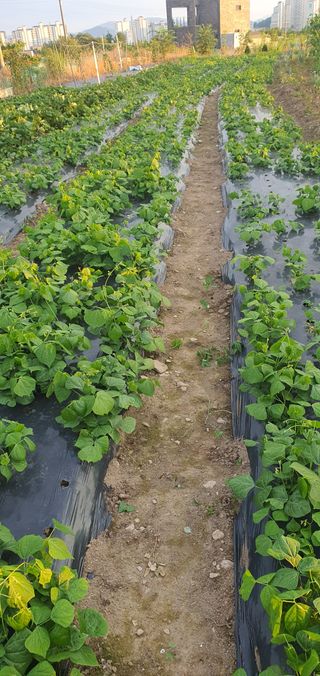 김철현님의 팜퀴즈 결과 자랑하기 · 참여글 작성글 사진