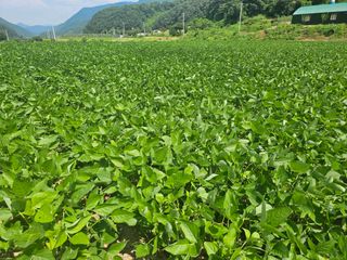 삐돌이님의 ☀️8월 농작업 계획 · 참여글 작성글 사진