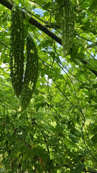 공주유구 구계박만호님의 팜퀴즈 결과 자랑하기 · 참여글 작성글 사진