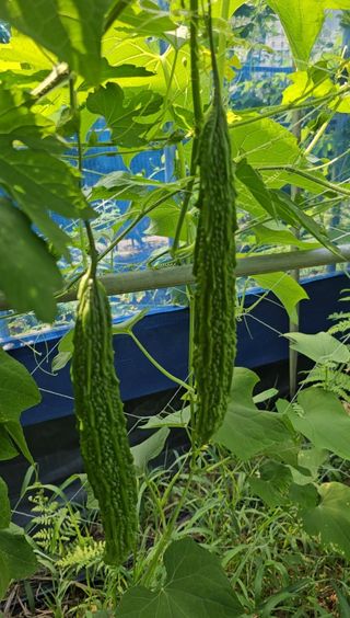 공주유구 구계박만호님의 팜퀴즈 결과 자랑하기 · 참여글 작성글 사진