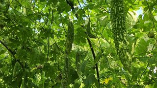 공주유구 구계박만호님의 팜퀴즈 결과 자랑하기 · 참여글 작성글 사진