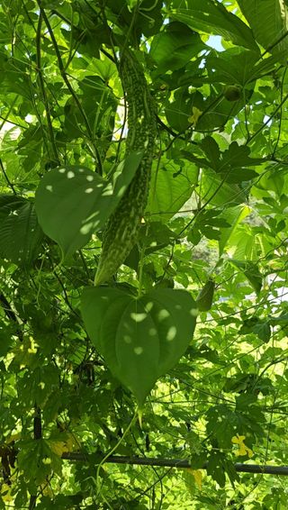 공주유구 구계박만호님의 팜퀴즈 결과 자랑하기 · 참여글 작성글 사진