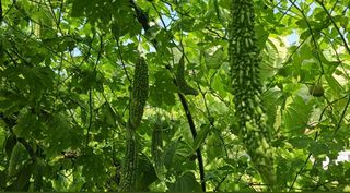 공주유구 구계박만호님의 팜퀴즈 결과 자랑하기 · 참여글 작성글 사진