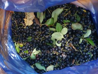 마바리63님의 ☀️8월 농작업 계획 · 참여글 작성글 사진