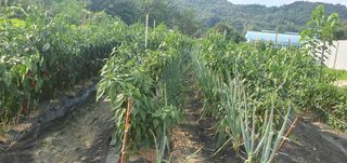 0109692248님의 ☀️8월 농작업 계획 · 참여글 작성글 사진