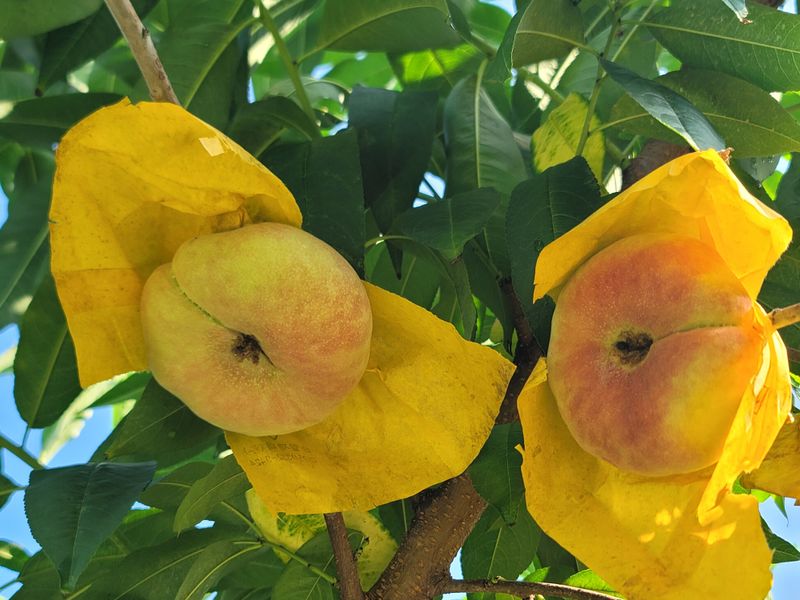 장터 상품 [납작복숭아   거반도 유럽복숭아 ] 썸네일