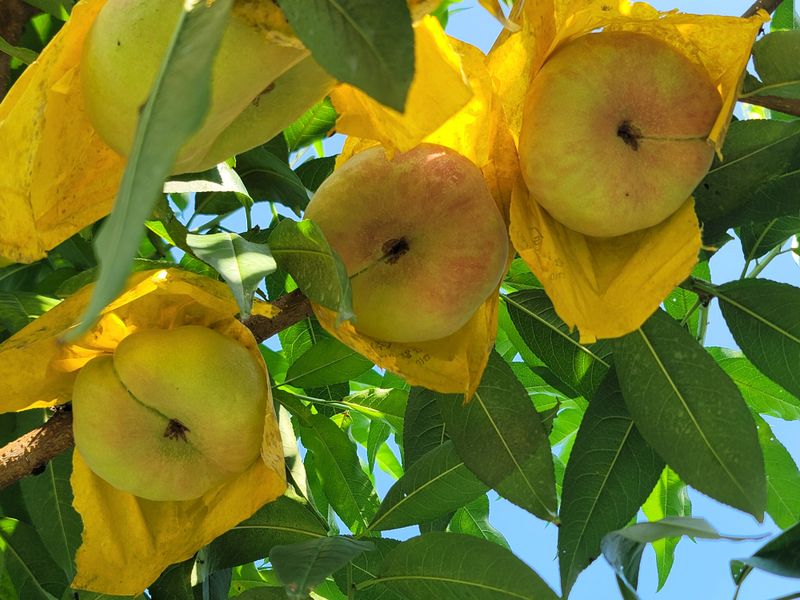 김안식~납작복숭아님의 장터 판매 상품 [납작복숭아   거반도 유럽복숭아 ] 첨부 사진
